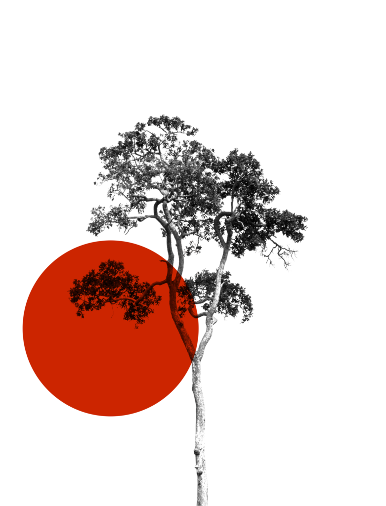 tree with rouge sun